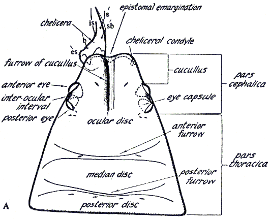 fig8a.gif