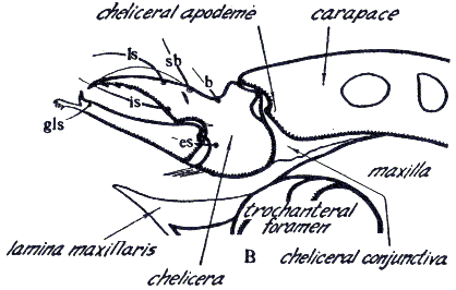 fig8b.gif